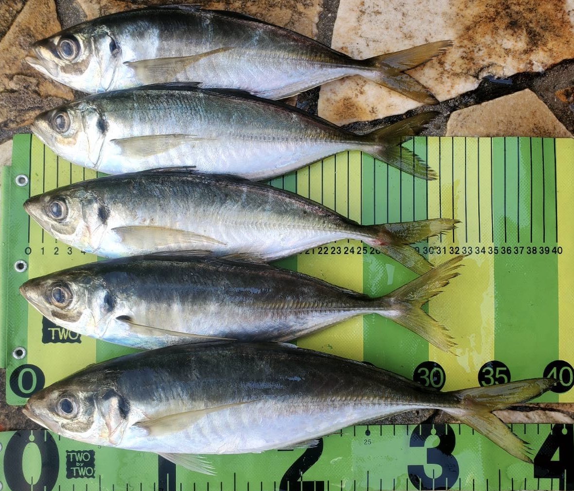 twobytwo_sp's tweet image. 谷口プロからの釣果報告

玉葱の島で
見事に良型アジを連発！
この日の当たりワームは
キーパーライン✖️TWObyTWO
のワームシリーズのVertecal Lucky2.5
と漁港ヘッドαの1.3gの組み合わせ

オカッパリjig単で38cmはご立派です。
　
#TWObyTWO
#キーパーライン
 
#バーチカルラッキー2_5 
#漁港ヘッドα