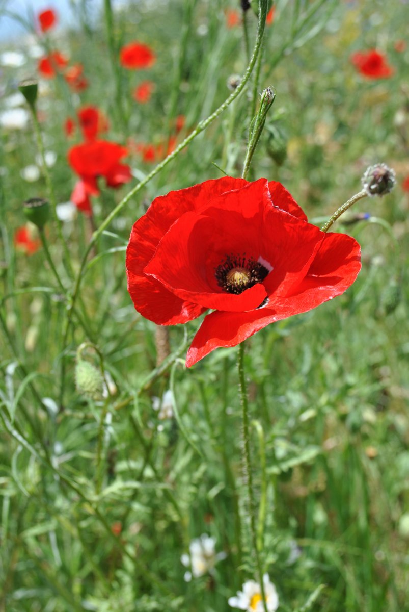 DASAccelerator's tweet image. Today we honour those who fought and died so we could live in freedom.

We remember those who served before us, just as we thank those who serve today.

#Remembrance #Lestweforget #Veterans