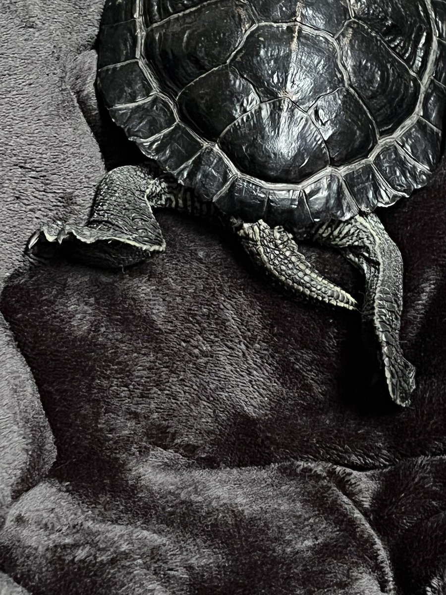 かめおくん (@kamemokon) / Posts / X