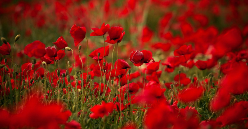 metoffice's tweet image. “At the going down of the sun and in the morning, we will remember them”

#RemembranceSunday2025
#LestWeForget
