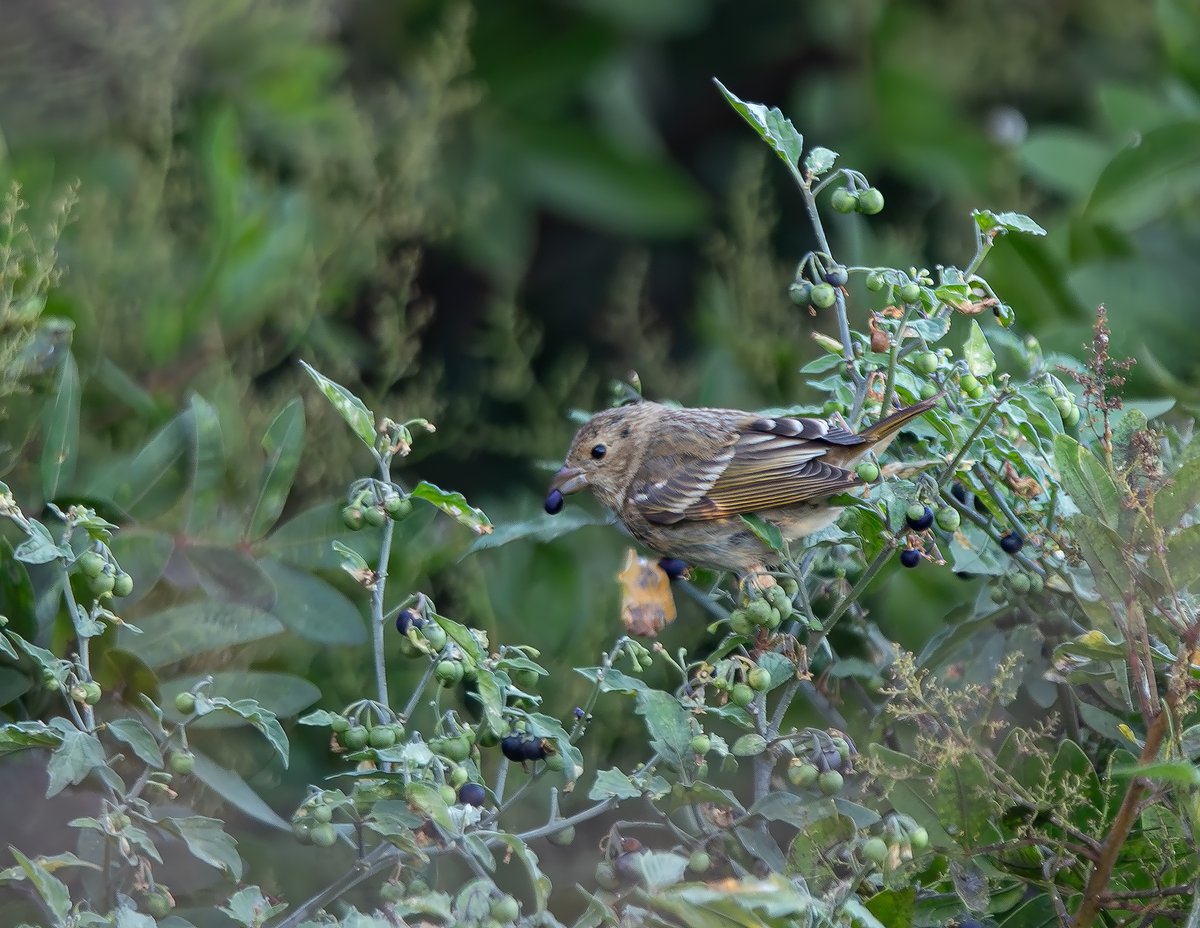 Poco tiempo para el bicheo, pero de vez en cuando hay que  ponerse en modo twitcher e ir a por un MEGA.  Camachuelo carminoso - Carpodacus erythrinus descubierto por Aitor Gil en Tahiche.  <a href="/TarsigerTeam/">Tarsiger</a> #rarebird #BirdsSeenIn2025