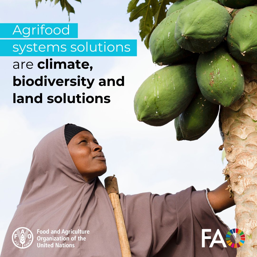 Sustainable and resilient agrifood systems are central to #ClimateAction.

🌎This is why <a href="/FAO/">Food and Agriculture Organization</a> is working with countries and partners to put agriculture and food security at the centre at #COP30.

🔗 fao.org/climate-change…
