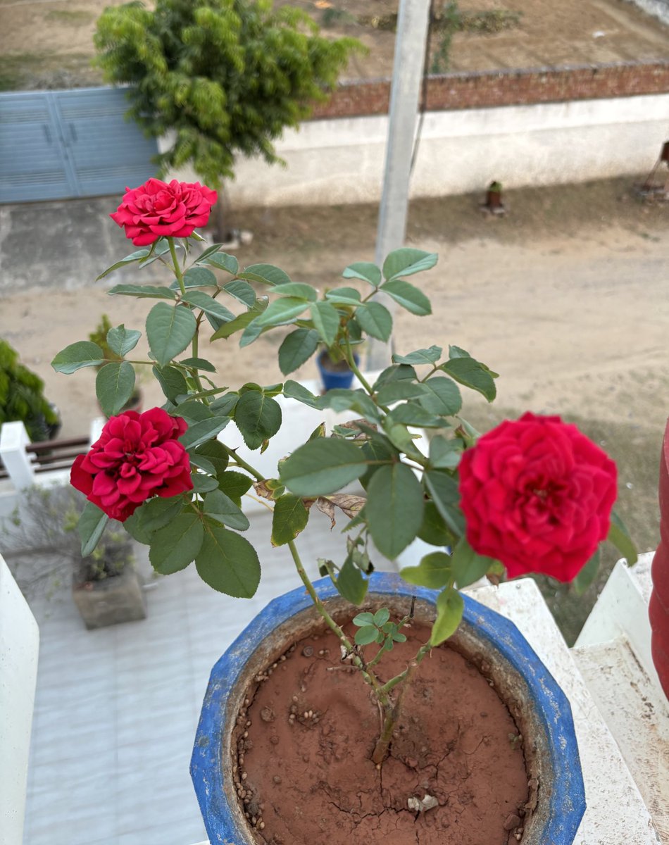 Ronak_choudhry's tweet image. Sunday वाली राम राम !!🙏😊