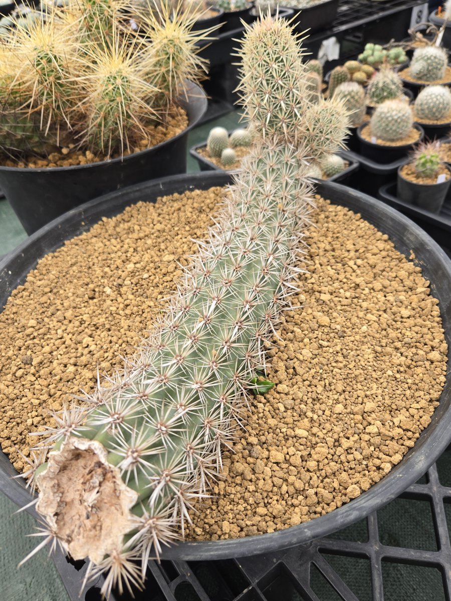 ダイナム茨城古河東店 on X