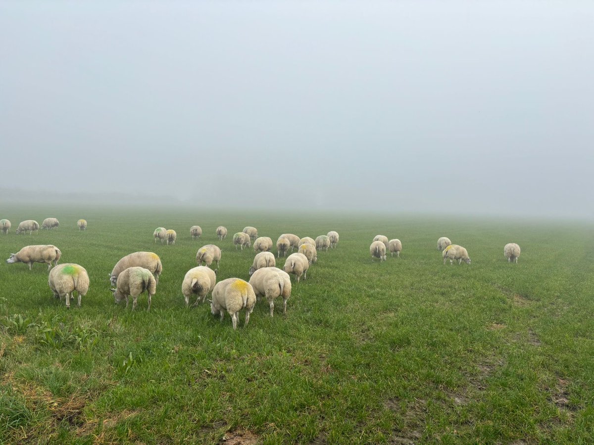 Nu lekker zonnetje, vrijdag dikke mist. #schapenverweiden