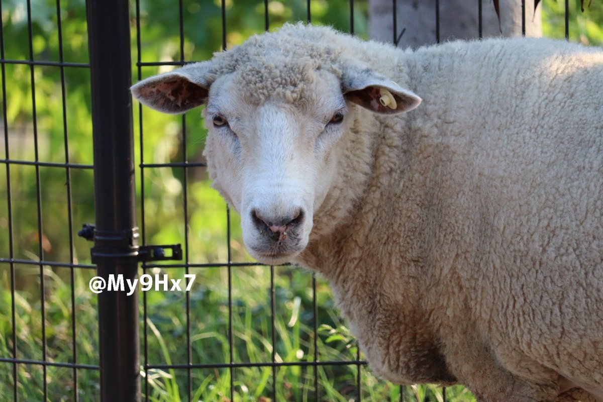 ❧✿ひつじ✿☙ページ これ 欲しい😆