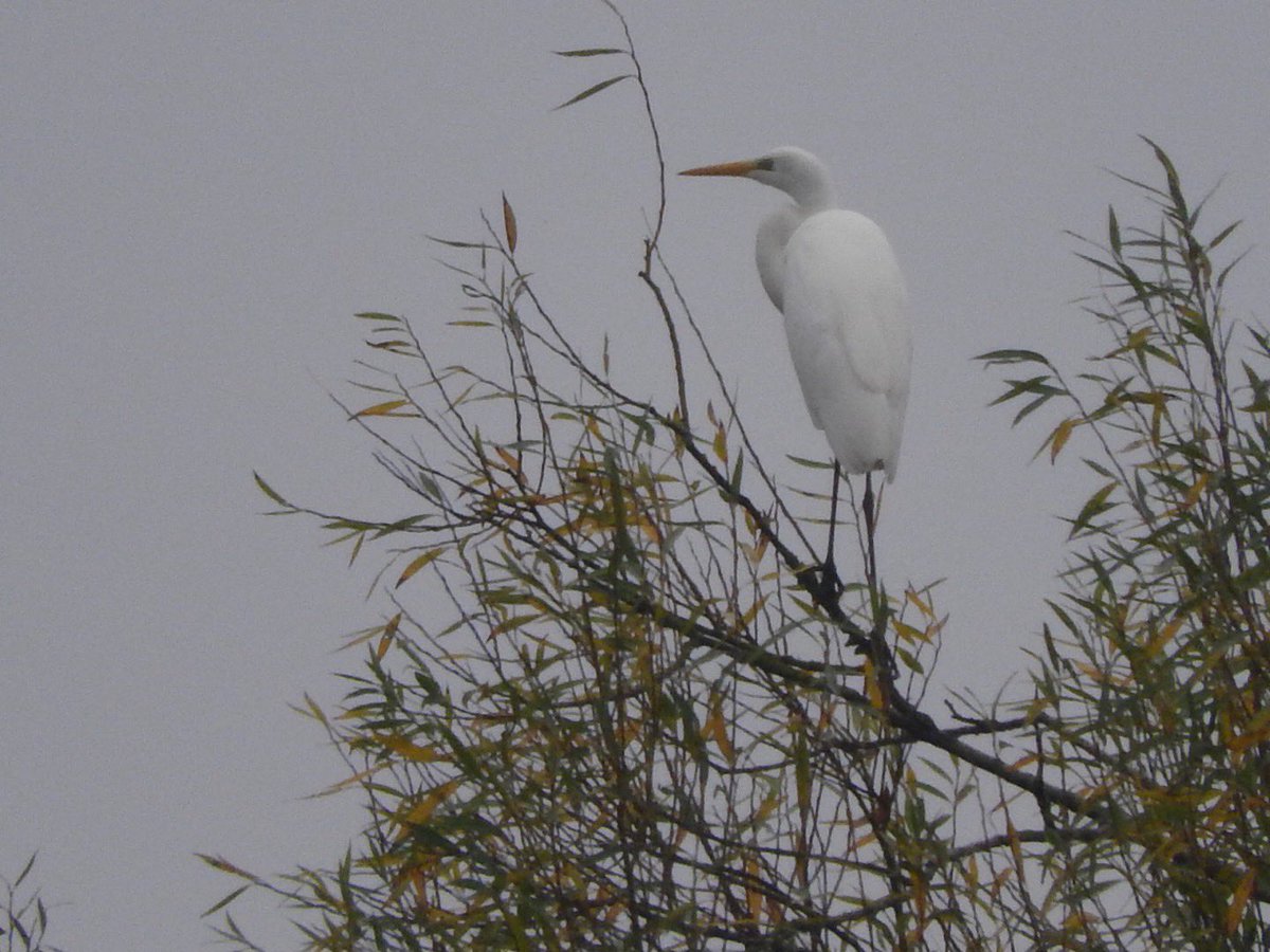 WeBS done for the month and good to be back after last months was fogged off. Good numbers of wildfowl and Cettis vocal and a skittish GW Egret best, with a second GWE over the road at second site