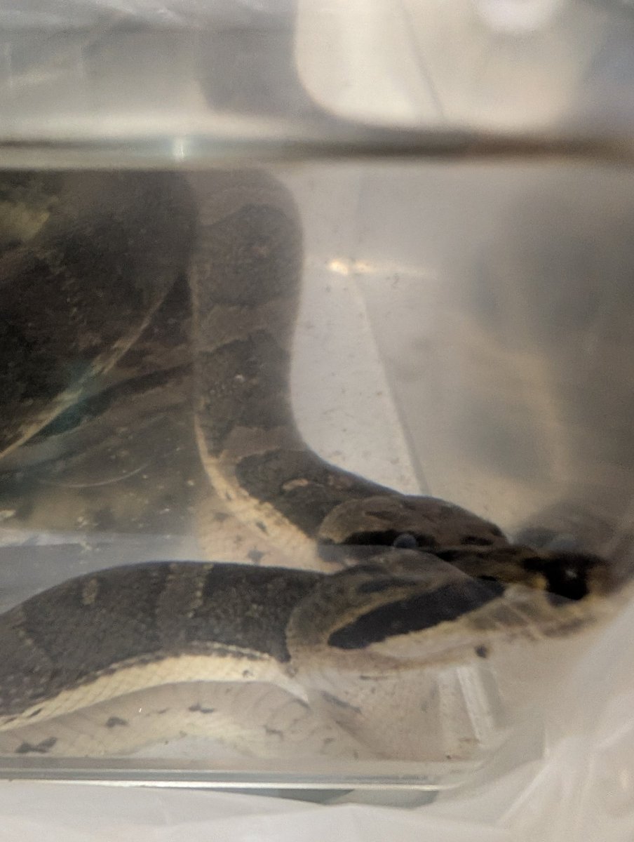 ポン太ポン太 on X