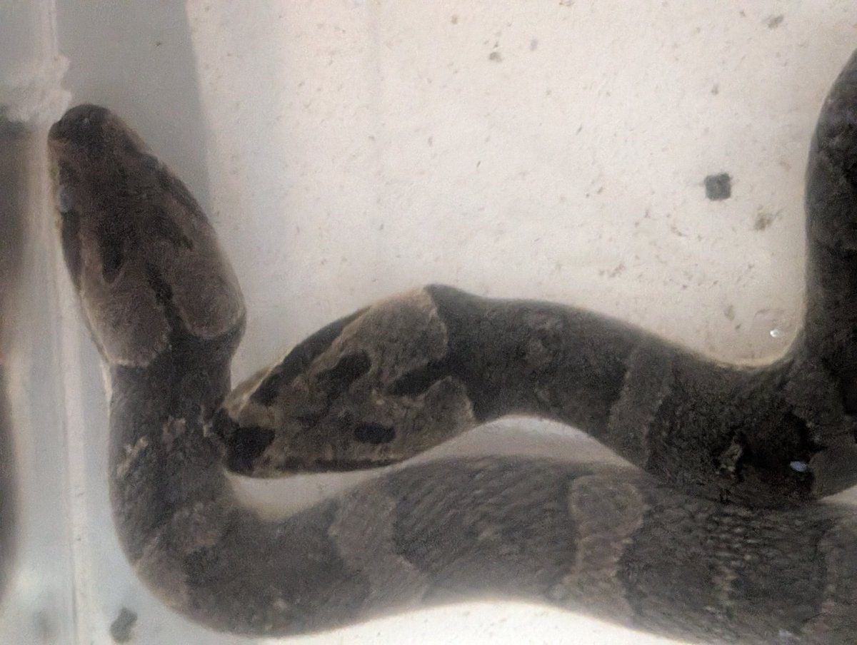 ポン太ポン太 on X