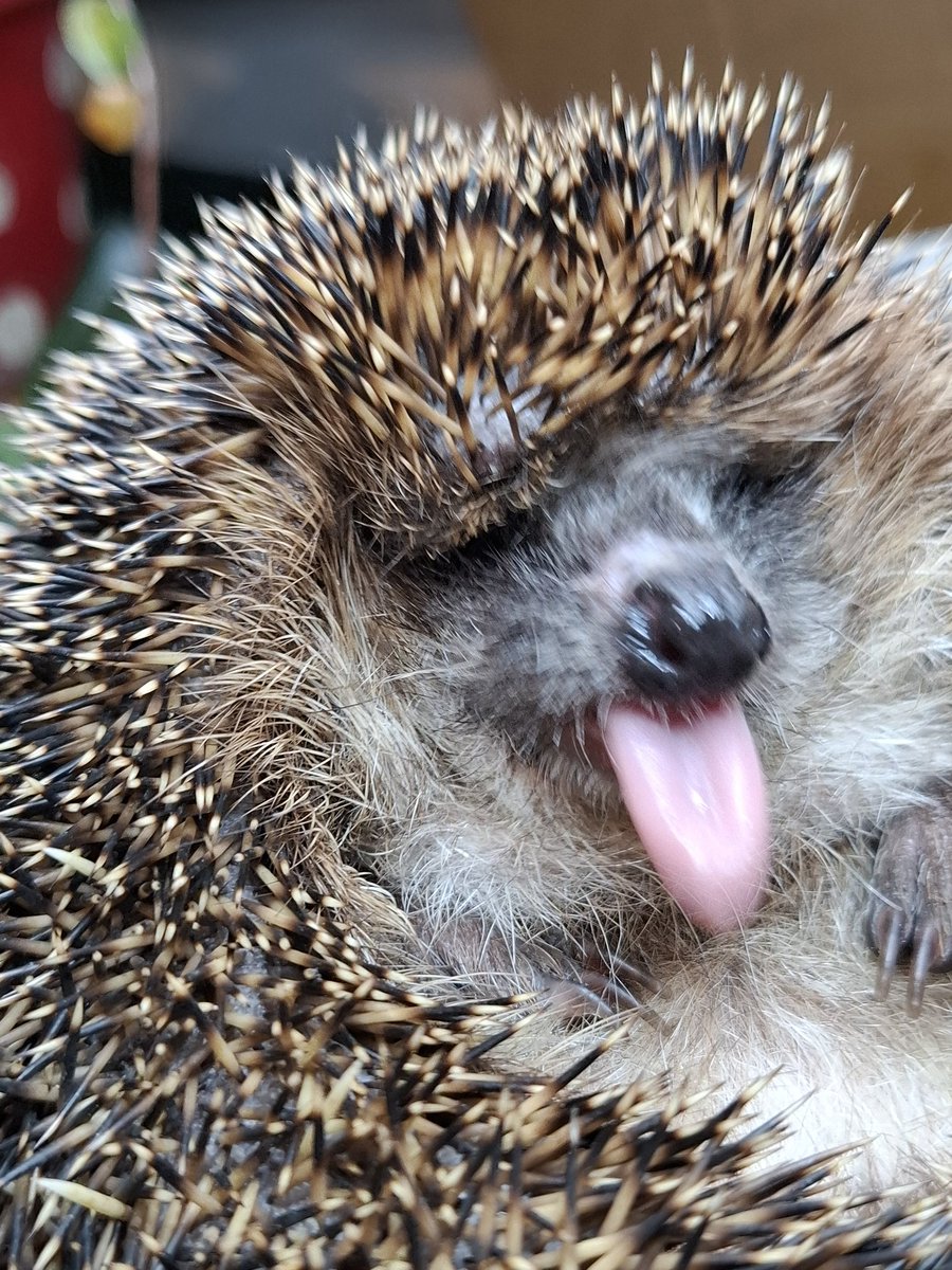 Guten Morgen #twitterrudel
#IgelContent #PatientenUpdate
Hexi macht gute Fortschritte und hat Appetit. Mal sehen, wie es wird, wenn das Schmerzmittel wegfällt 🙈

Tja und dann fehlt da noch das update aus dem 🦔 Keller 😉 ⬇️