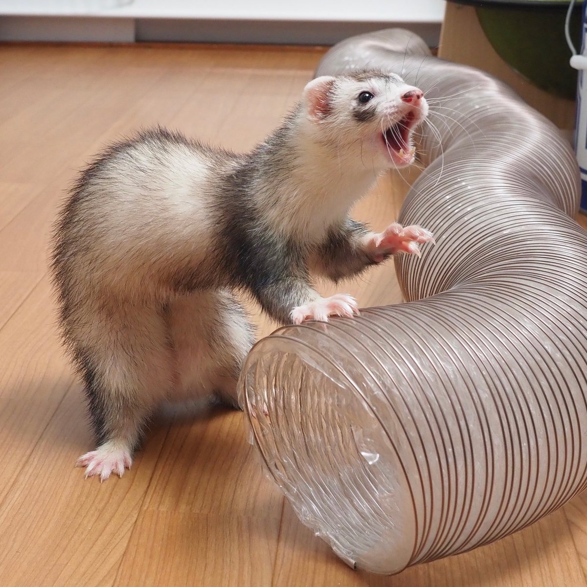 ʢ☀︎-·̫•̯ʡ&lt;ひなたの話を聞きなさいだよーっ！😡
#ferret #フェレット
