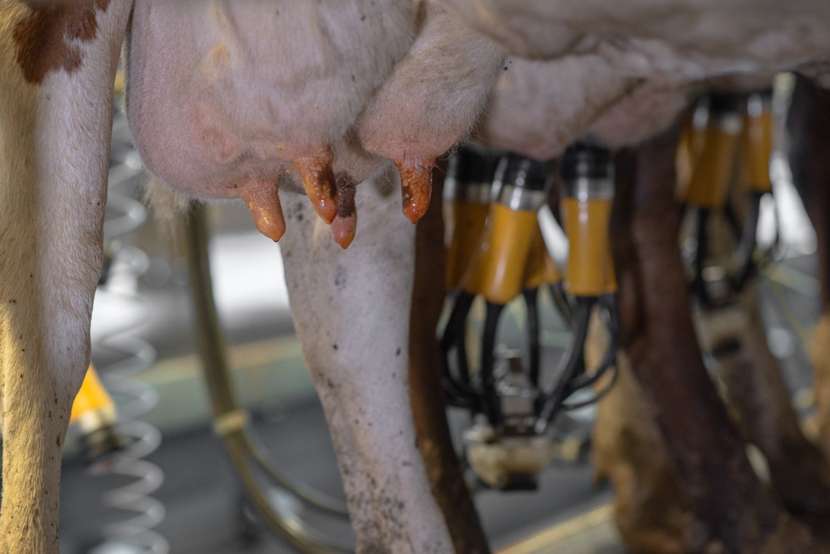 Support the health of your herd and improve efficiency in your milking parlour with post milking hygiene automation from the ADF System ow.ly/P1V450WJu1U