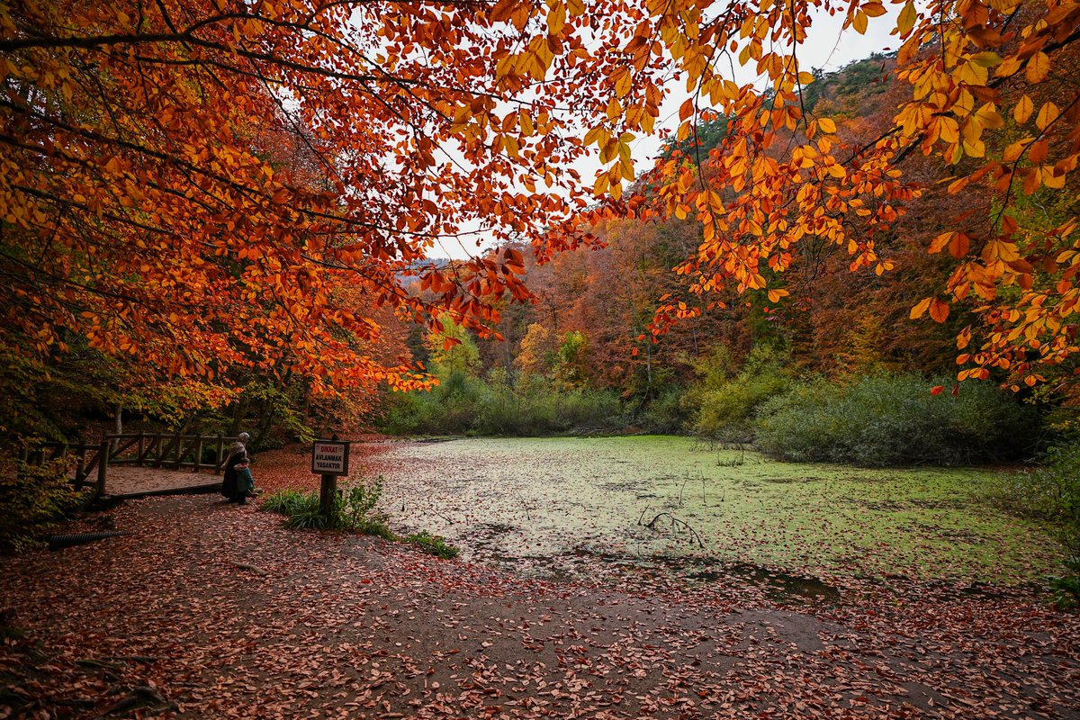 Bolu'daki Yedigöller Milli Parkı, sonbaharın renklerine büründü.