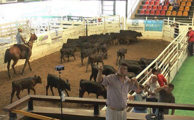 Pizarra y categorías🐮

Precios de la hacienda. El ternero de invernada alcanzó un máximo de $5.000 en Jesús María

➡️ agroverdad.com.ar/2025/11/precio…

 #40AñosAV #AgroTitular #AgroCordoba #agro #campo #ganaderia #remateganadero
