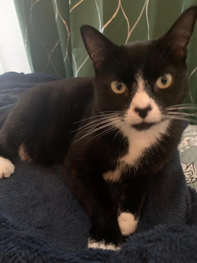 SusanCalman's tweet photo. Susan's #CatOfTheDay is Daisy.

Thank you @DeborahDrinkwa2 for sharing this pic! https://t.co/v2Z1UMEsIo