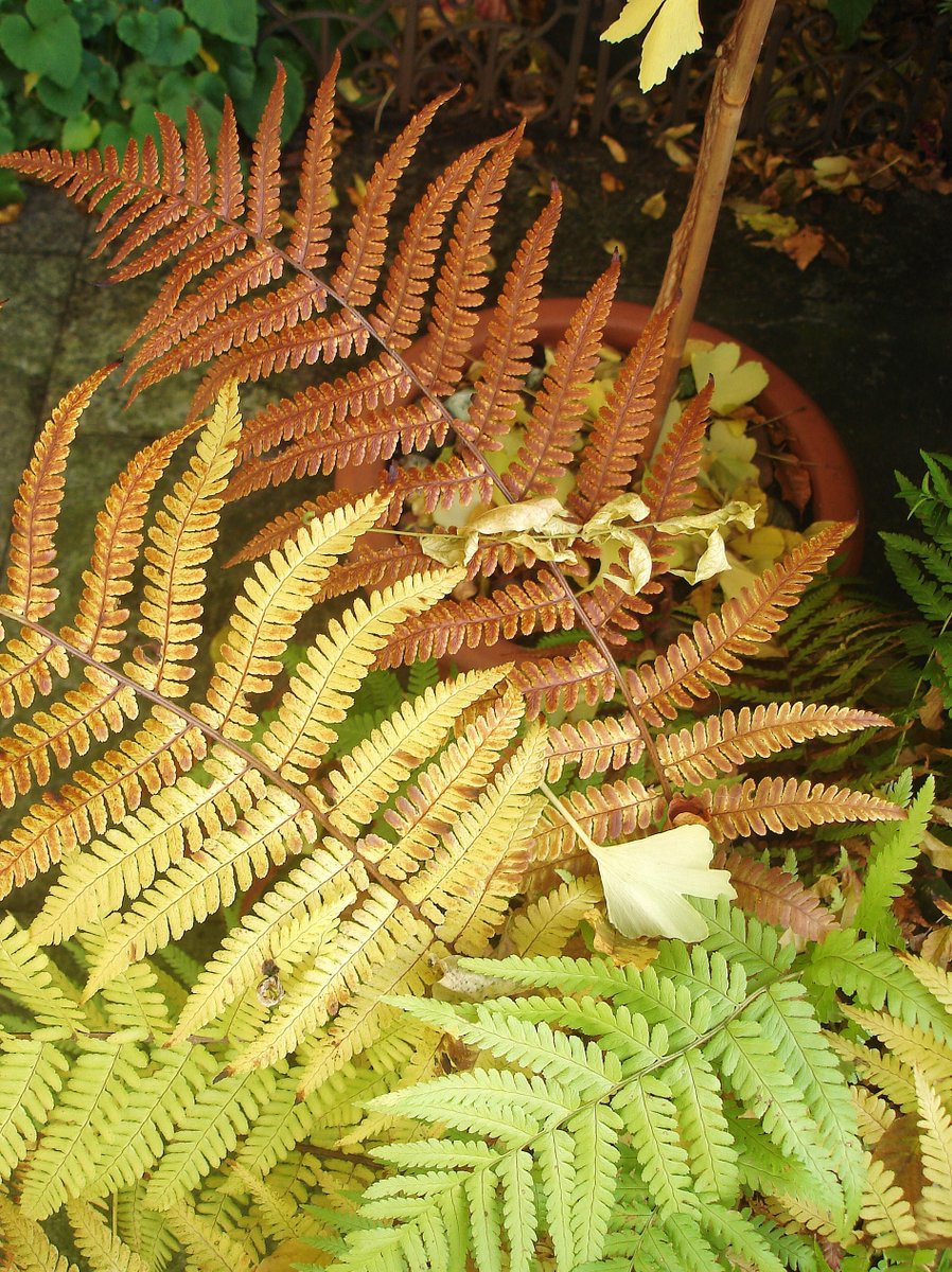 Mensch, das wird ja seit Tagen hier überhaupt nicht mehr hell. Bah. 
Richtig dunkel, aber dazu ein warmes Lampenlicht, erhellt momentan mehr das Gemüt, als diese Tagessuppe draußen. 

Schönen Abend noch! 

!B