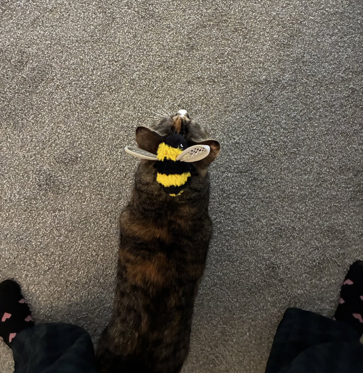 bennywormcat's tweet image. bee’d again