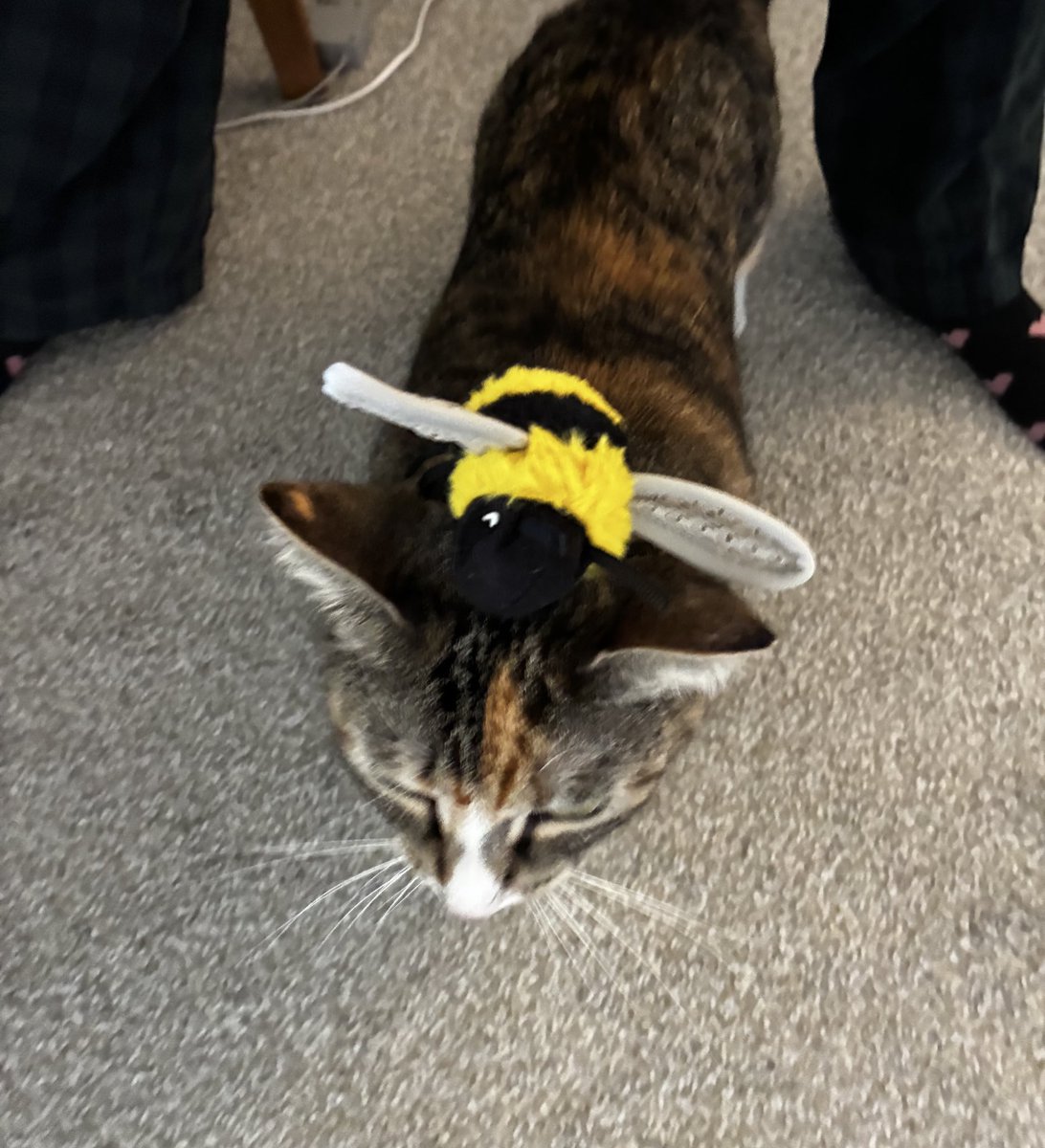 bennywormcat's tweet image. bee’d again