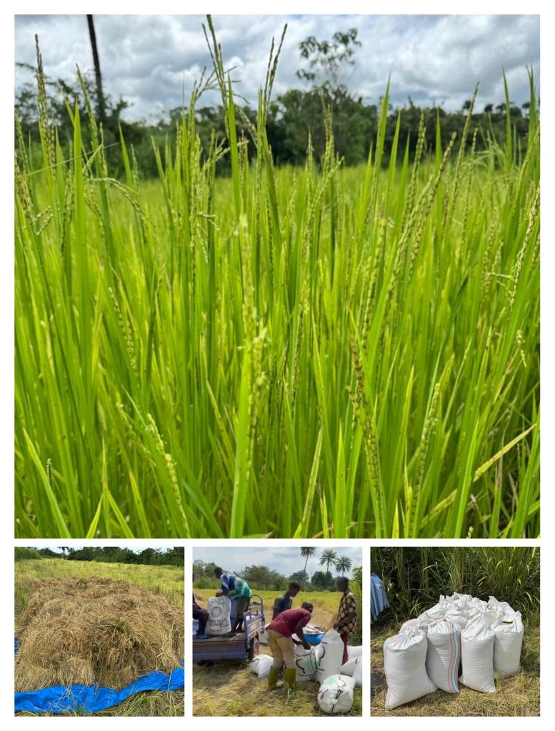 TransformSalone's tweet image. Harvest may be over in the UK but in Sierra Leone rice harvest is in full swing.

Rice is such a staple there is a saying 'if you haven't eaten rice today then you haven't eaten!'

This beautiful field of rice is being harvested, bagged &amp;amp; transported before feeding many families.