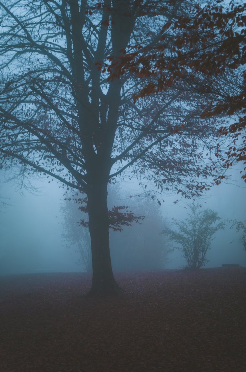 Adrian Limani tweet media