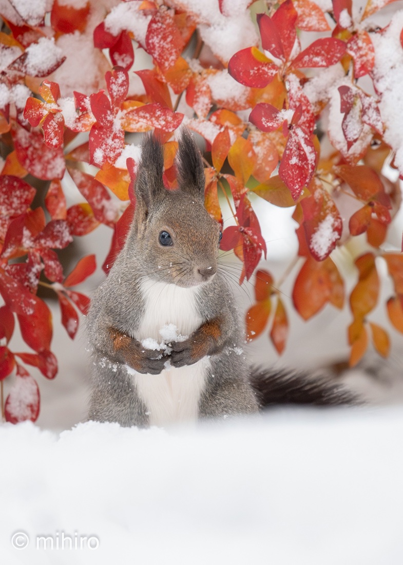 <a href="/Ginger68237919/">Ginger</a> Hello my dear Ginger!! 
Have a wonderful Sunday!!!