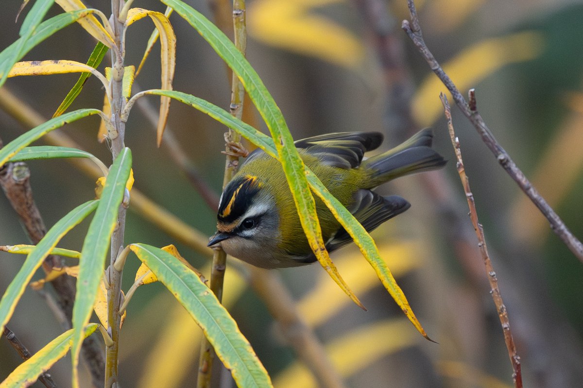 9stan's tweet image. What a cracking day at Kilnsea (East Yorkshire) on friday. Pallas's and Yellow-Browed wablers along with a Firecrest (at one point they were all in the same bush!)
Spurn magic!
More photos on the blog martin-standley.squarespace.com/blog