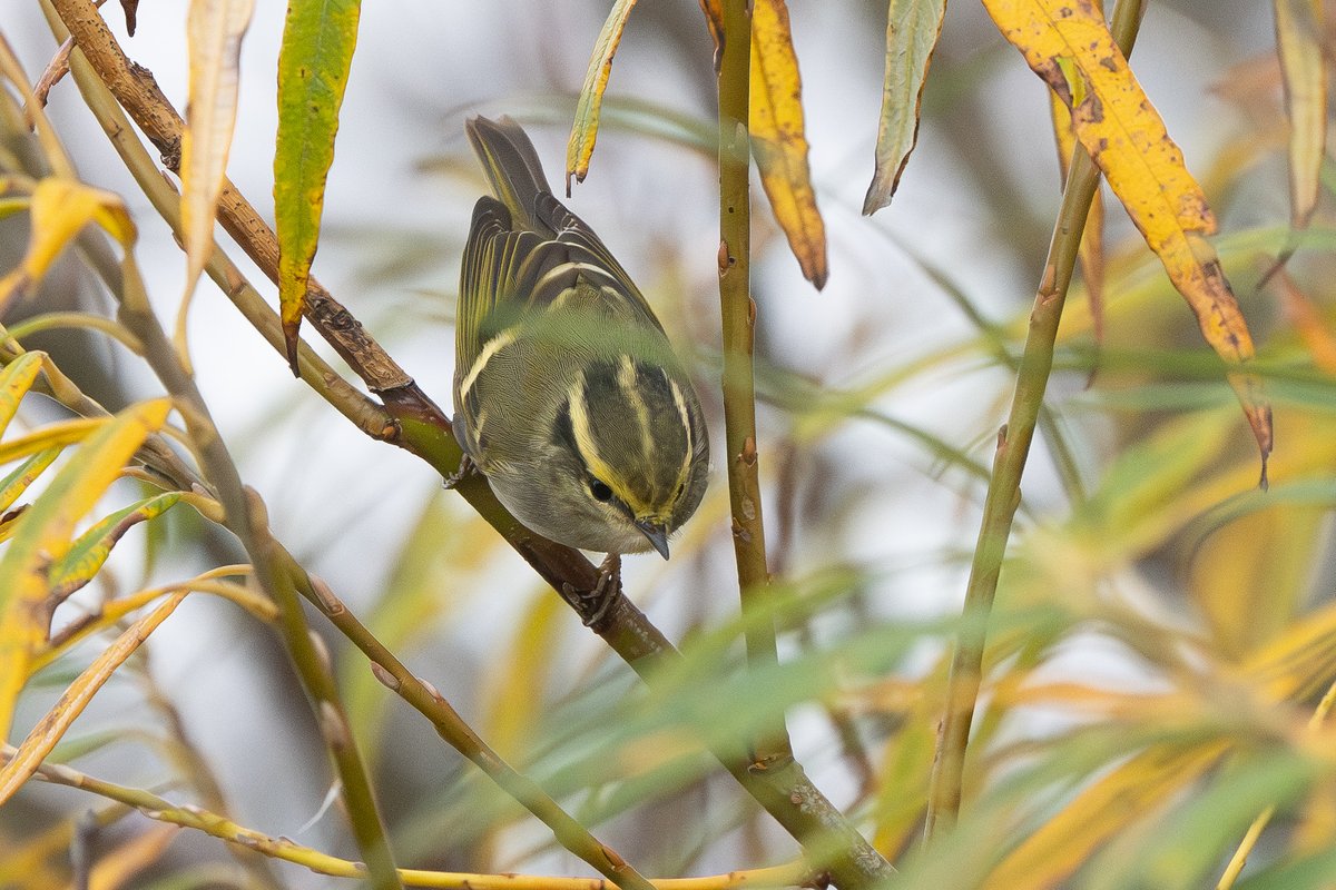 9stan's tweet image. What a cracking day at Kilnsea (East Yorkshire) on friday. Pallas's and Yellow-Browed wablers along with a Firecrest (at one point they were all in the same bush!)
Spurn magic!
More photos on the blog martin-standley.squarespace.com/blog