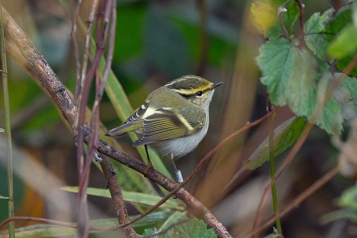 9stan's tweet image. What a cracking day at Kilnsea (East Yorkshire) on friday. Pallas's and Yellow-Browed wablers along with a Firecrest (at one point they were all in the same bush!)
Spurn magic!
More photos on the blog martin-standley.squarespace.com/blog