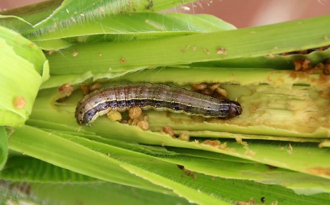 Situación atípica🌽🐛🚨

Alerta maíz. Reportaron ataques “tempranos y severos” del gusano cogollero y exhortan a monitorear lotes

➡️ agroverdad.com.ar/2025/11/alerta…

 #40AñosAV #AgroTitular #AgroCordoba #agro #campo #maiz #gusanocogollero #plagas