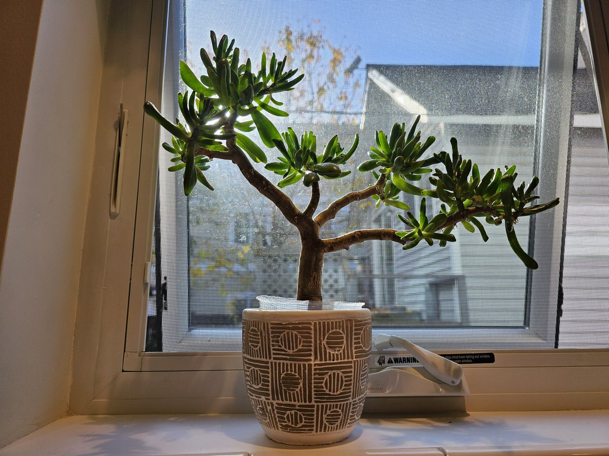 Pup Snow❄️ tweet media