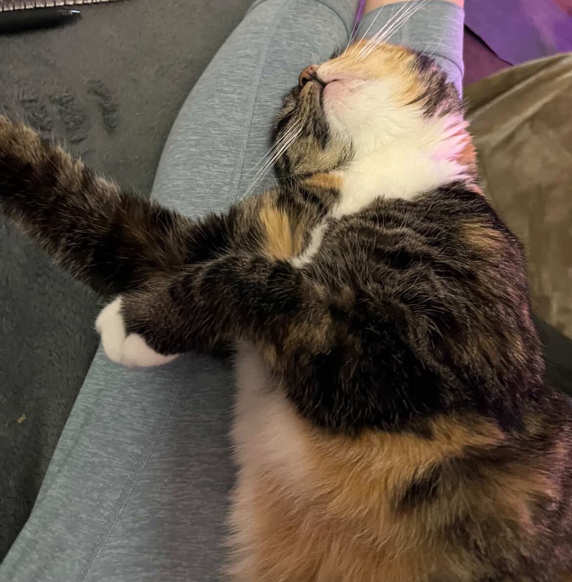 tellmenooo's tweet image. sleepy day #stellacat #catsoftumblr #CatsOfTwitter