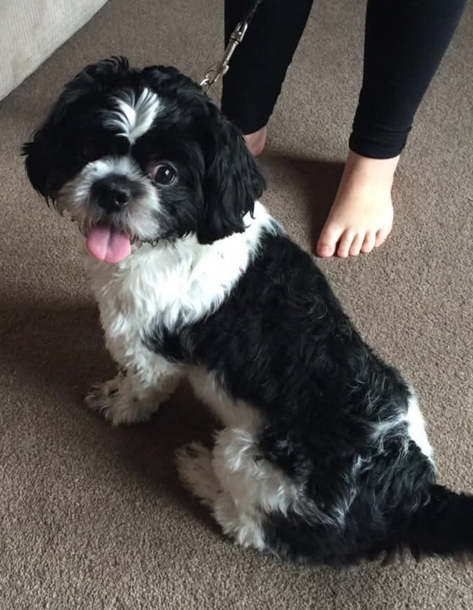 millypod1's tweet photo. BAILEY HOME SAFE. THANKS FOR RT's😊🐕🐾
🆘5 NOV 2025 #Lost Bailey #ScanMe
NERVOUS Shih Tzu Male
Clifton Road #Cramlington #Northumberland #NE23 Headed over the field towards welfare Friendly and will call back when shouting https://t.co/M6HWXrWOQL https://t.co/2qVjGl0vB1