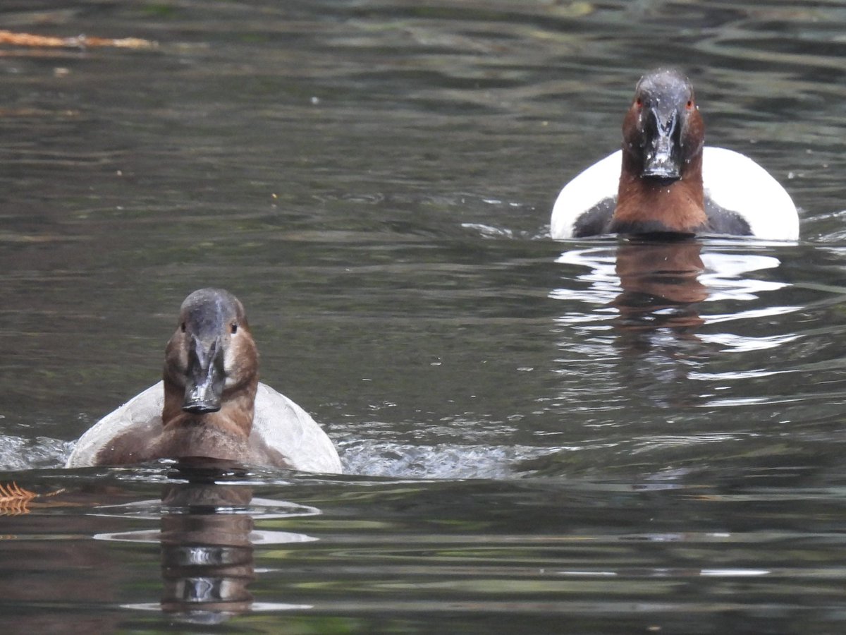 Palumbus_Pics's tweet photo. Canvasbacks from America #canvasback #birds #naturephotography https://t.co/z3vYkQlL4O