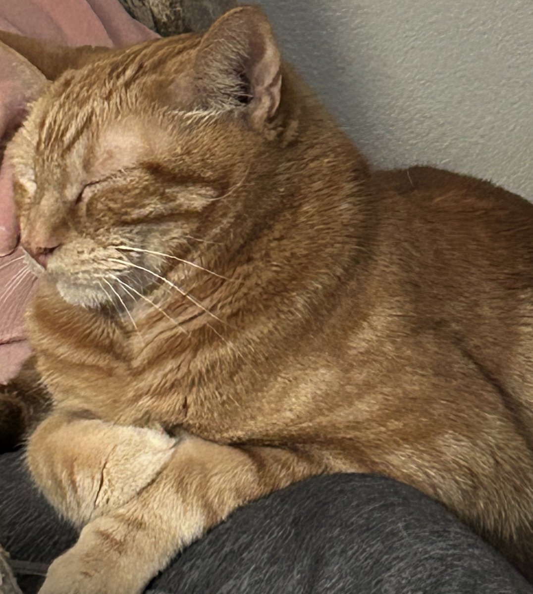 tellmenooo's tweet image. good morning usa from Hugo! #orangejoe #catsoftumblr