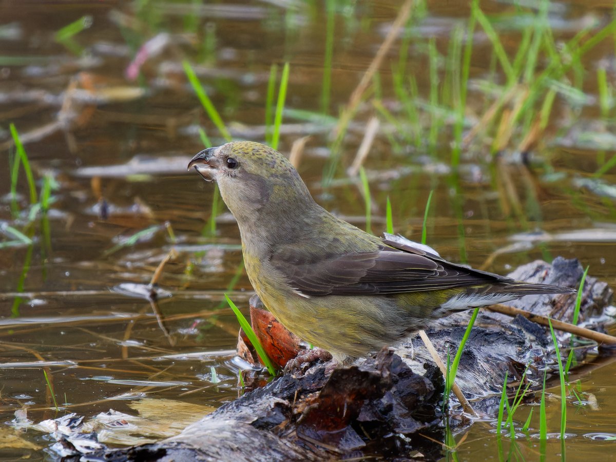 HummingBird_The's tweet photo. Here're a female, immature male, and male crossbill, drinking at RSPB Farnham Heath yesterday morning 🌲🐦🐦🐦🌲😍🪶 #birds #birdphotography @Natures_Voice https://t.co/79cTlMDiVW