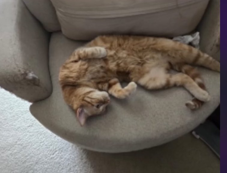 tellmenooo's tweet image. i love being cute! and laying on the dryer #orangejoe #catsoftumblr