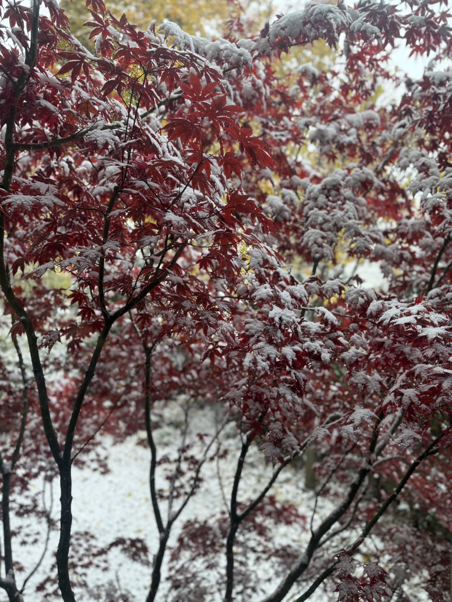 First snow of the season! 🇨🇦❄️