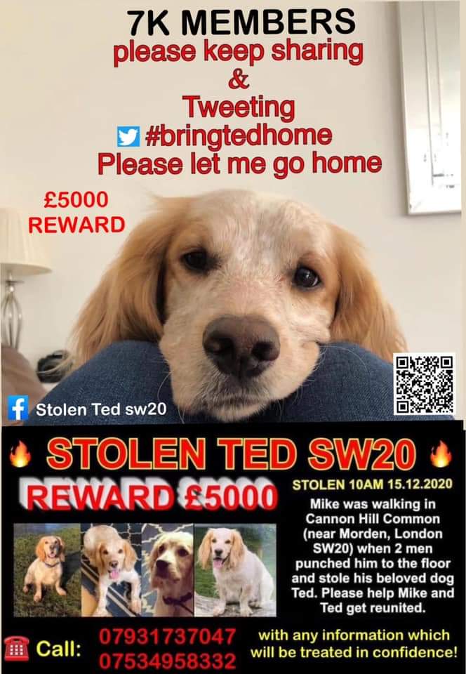 Ted is a sad story, without any answers.
TED is a beloved sprocker who was stolen from his owner in a violent mugging in Cannon Hill Common #London in 2020 and is still missing 🙏

Please join us now  8-9pm for #stolendoghour to help stolen &amp; missing dogs like TED &amp; his family