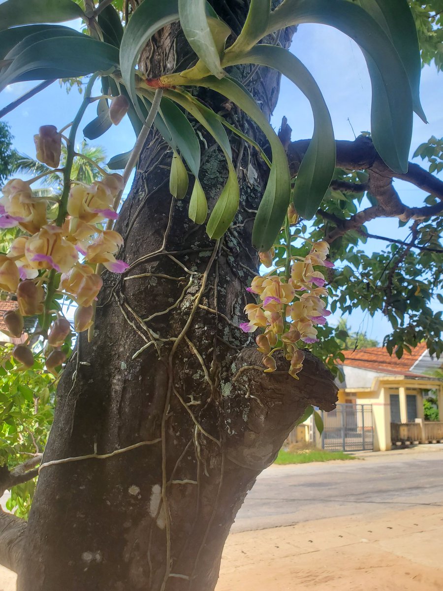 Xưa and Nay tweet media