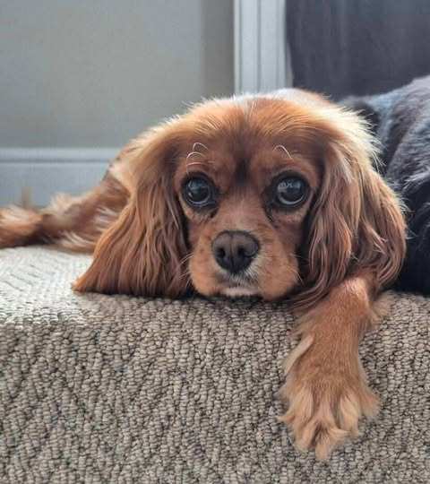 millypod1's tweet photo. AUBREY HOME SAFE. THANKS FOR RT's 😊🐕🐾

🆘7 NOV 2025 #Lost Aubrey #ScanMe
NERVOUS EX #RESCUE Female 
Top of Stout Lane by gateway onto Lydeard Hill. #Bagborough #Taunton #Somerset #TA4
Please do not call chase or approach. https://t.co/JNUZ4Q19pb https://t.co/JW2MEe0woA