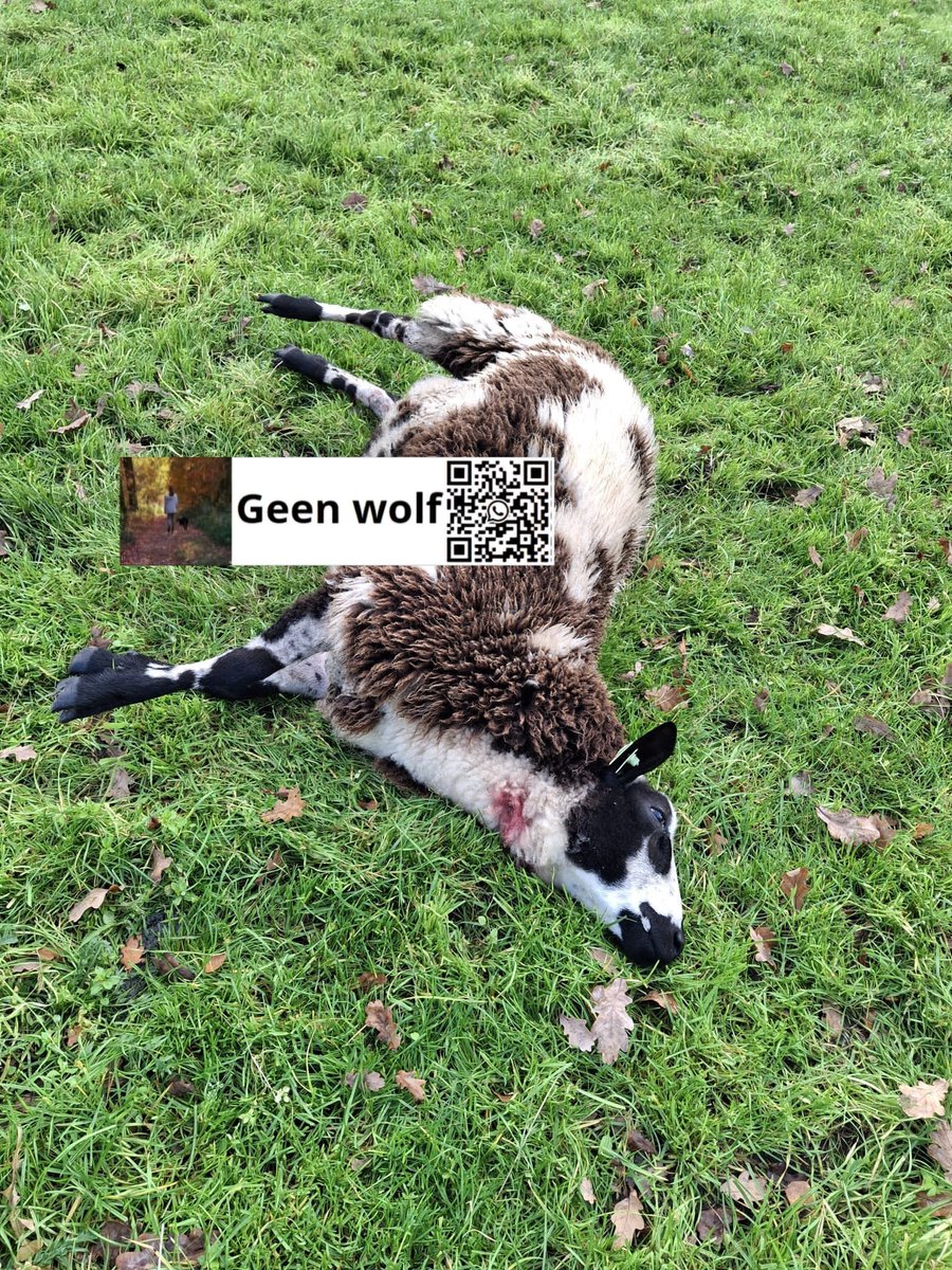 M,n bloed kookt😡
Voor iedereen die denkt dat dit normaal is, dat is het niet!

rewilding is bedacht door een waanzinnige met grootheidswaanzin #FransVera
Uitgezette wolven horen hier niet
net zoals wolfsubsidies van jouw belastingcenten
#Oostvaardersplassenpraktijken 

Wij al