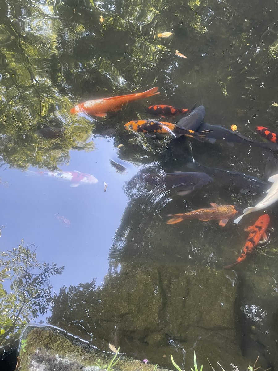 SageEnright's tweet image. The Japan zen aesthetic is 🔥