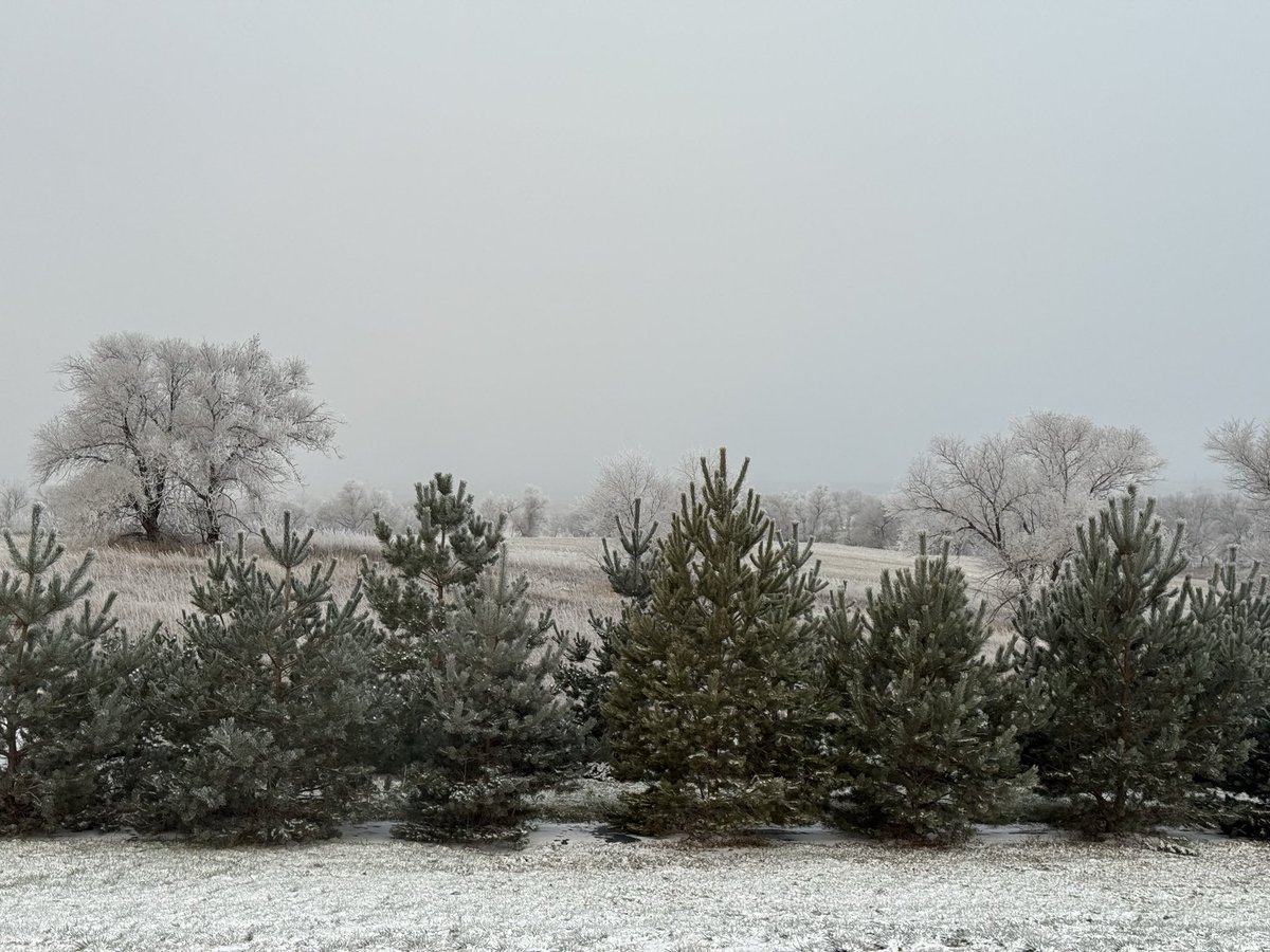 BrentLillibrid2's tweet image. Just a little snow from yesterday and fog and frost this morning.