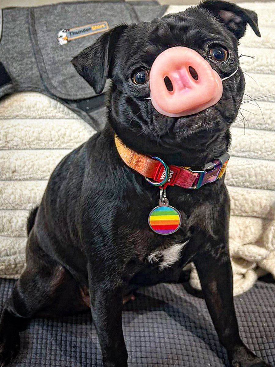 #MarranoCelebridades #LaMaggi #PorqueTeVolteaste #pug