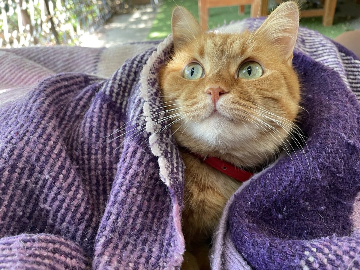 BlindGuardls's tweet image. Насолоджується останніми теплими днями осені