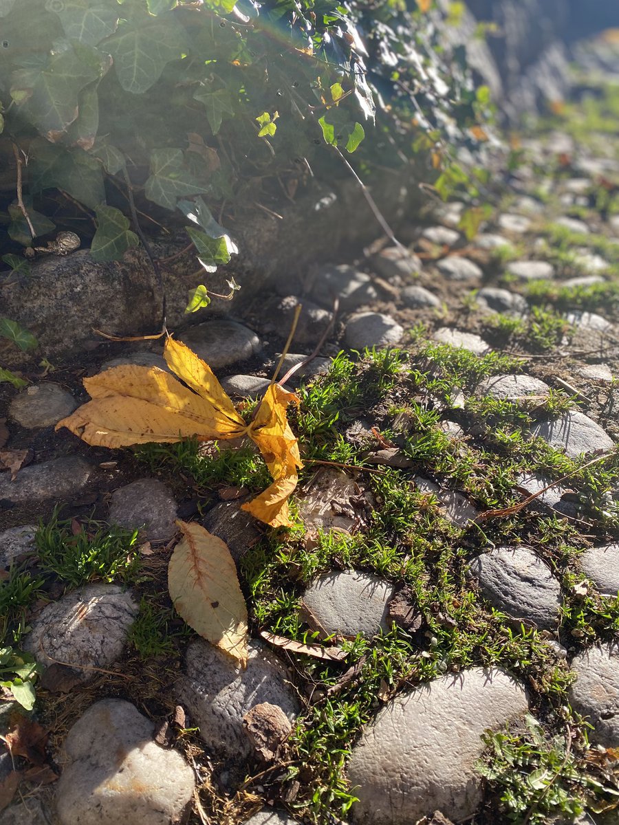 Sonia Zuccaro tweet media