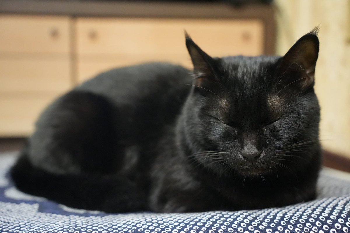 黒猫つくねちゃん太しっぽ on X