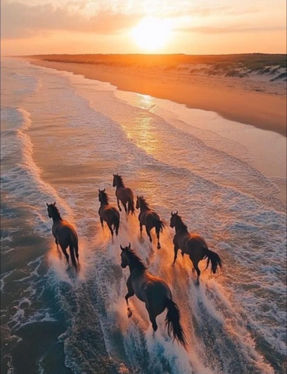 Amazing horse 😍😍