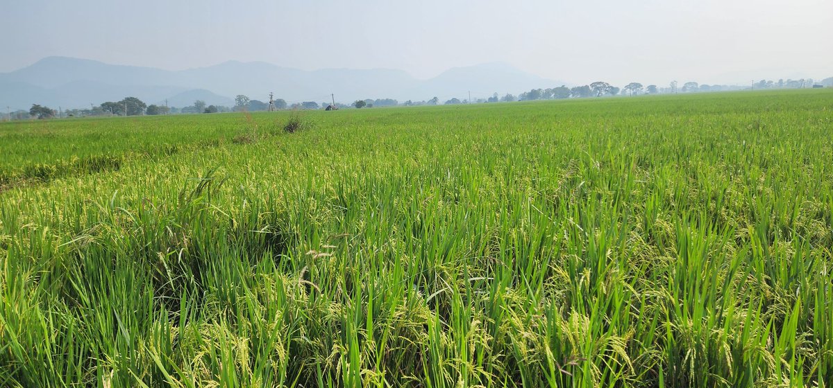 iamsandtota's tweet image. #PaddyFields #FarmLife