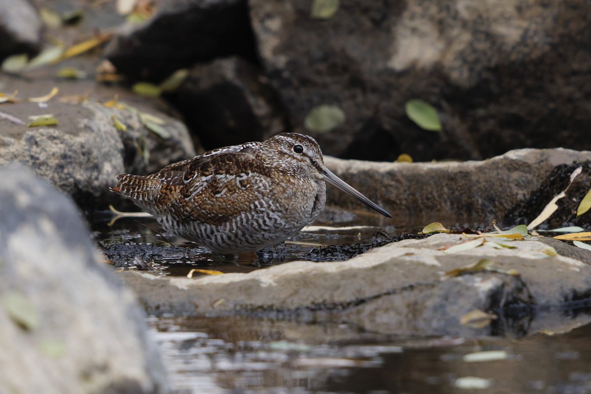 とりとり tweet media